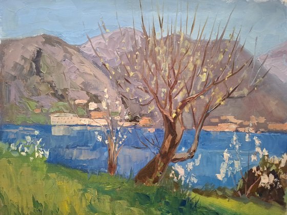 Spring on Lake. Blooming Tree